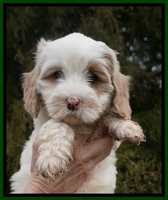 Jetta Benz pups 7 wks old301