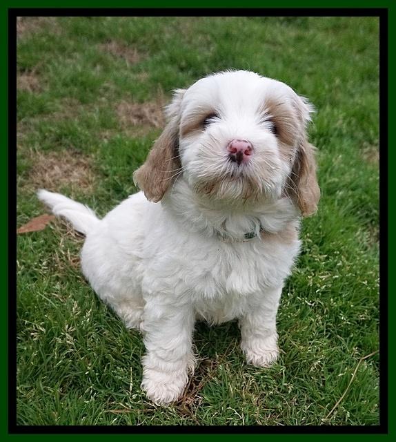 Jetta Benz pups 7 wks old311