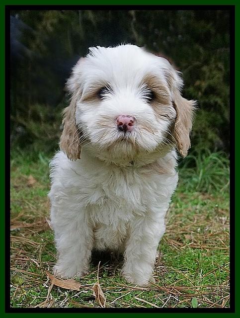 Jetta Benz pups 7 wks old321