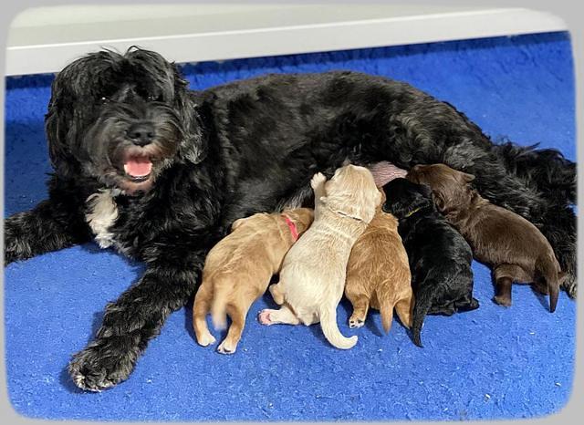 Jetta Parson 2 1 wk old 121