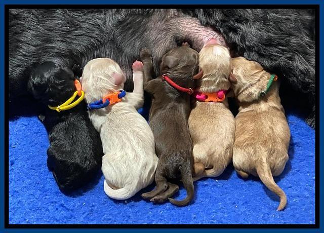 Jetta Parson 2 litter 1