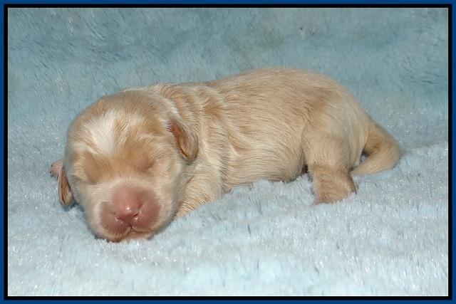 Jetta Parson 2 1 wk old 21