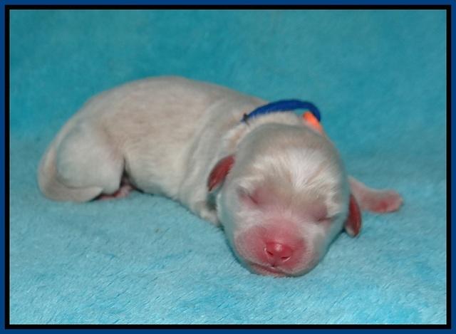 Jetta Parson 2 Newborn 21
