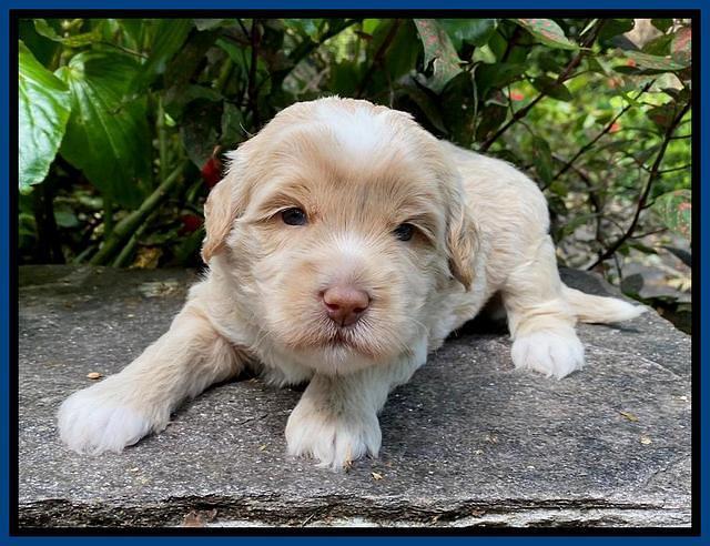 Jetta Parson 2 pups 3 wks old 31