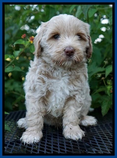 Jetta Parson 2 pups 5 wks old 11