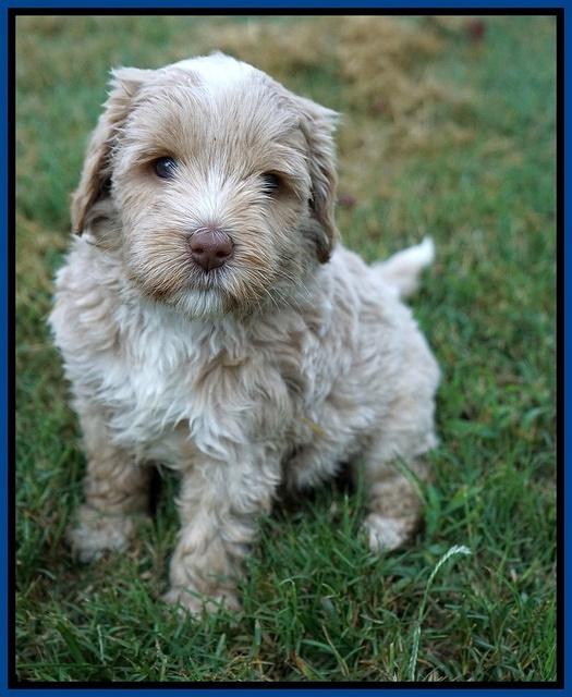 Jetta Parson 2 pups 5 wks old 61