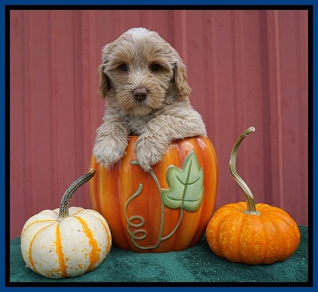 Jetta Parson 2 pups 6 wks old 11