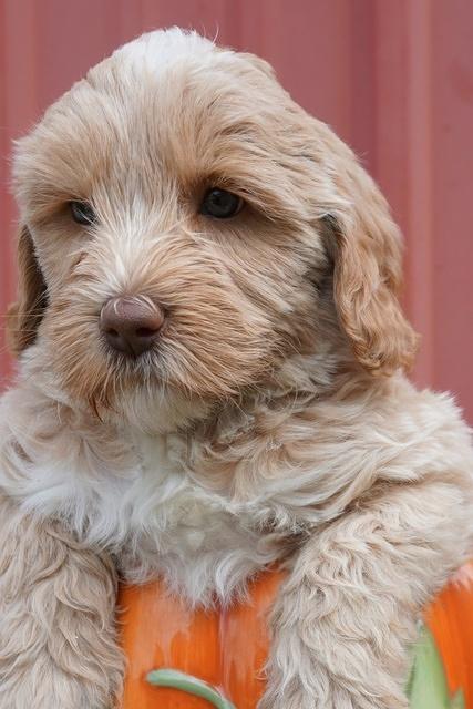 Jetta Parson 2 pups 6 wks old 21