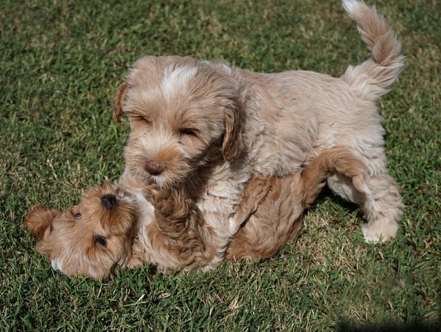 Jetta Parson 2 pups 7 wks old 341