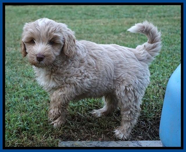 Jetta Parson 2 pups 7 wks old 61