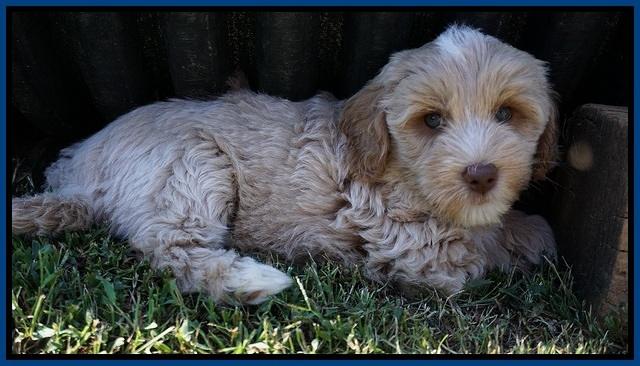 Jetta Parson 2 pups 7 wks old 81