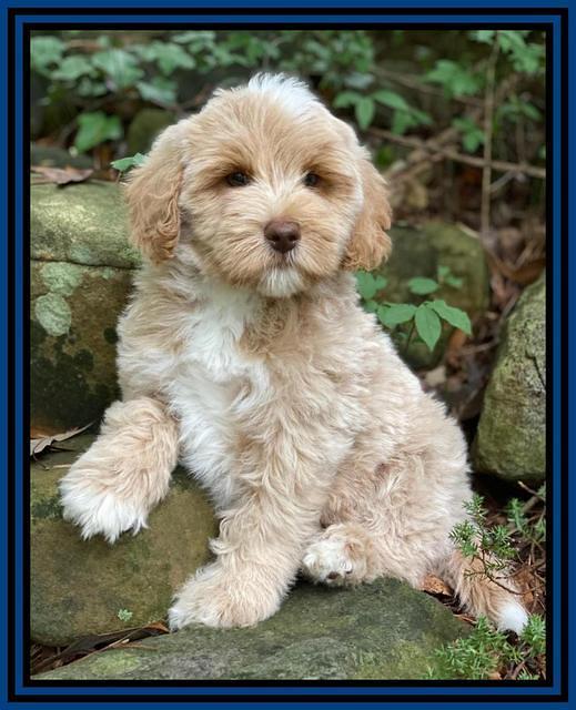 Jetta Parson 2 pups 8 wks old 1100