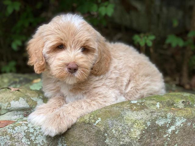 Jetta Parson 2 pups 8 wks old 4100