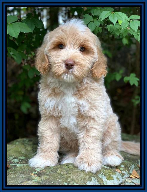 Jetta Parson 2 pups 8 wks old 5100