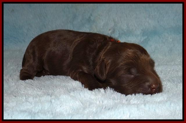 Jetta Parson 2 1 wk old 31