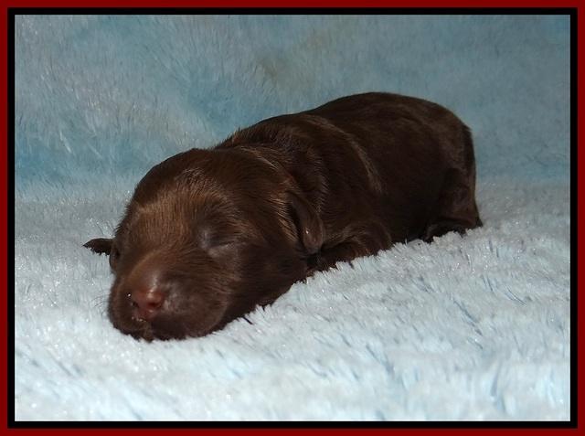 Jetta Parson 2 1 wk old 51