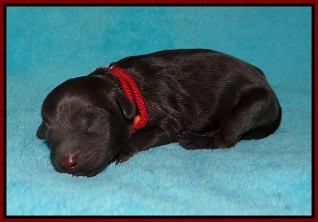 Jetta Parson 2 Newborn 31