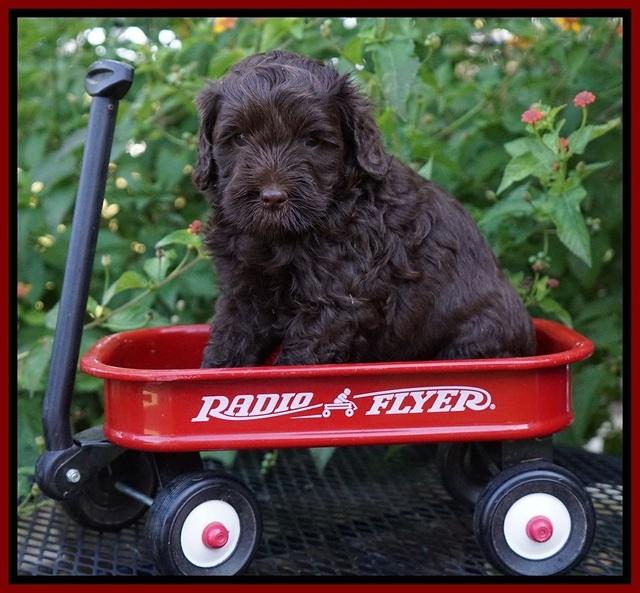 Jetta Parson 2 pups 5 wks old 81