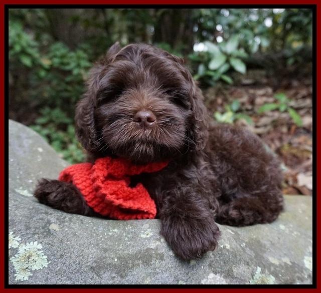 Jetta Parson 2 pups 8 wks old 11