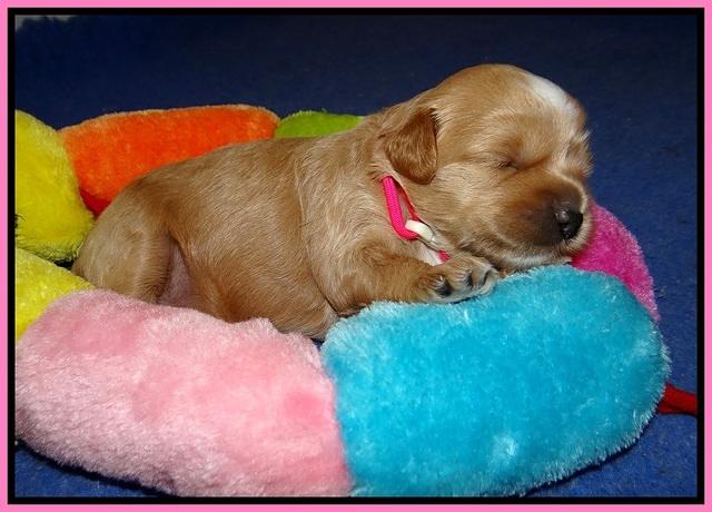 Jetta Parson 2 2 wks old101