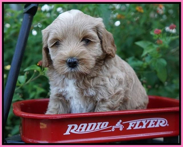 Jetta Parson 2 pups 5 wks old 141