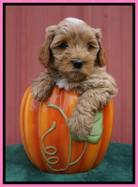 Jetta Parson 2 pups 6 wks old 81