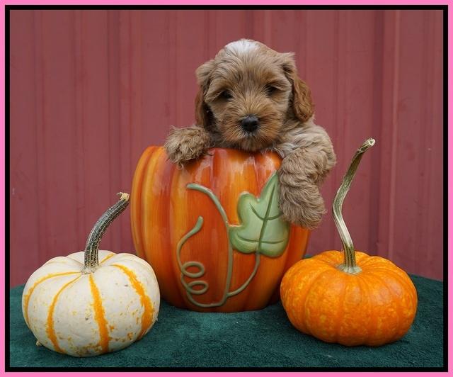Jetta Parson 2 pups 6 wks old 91