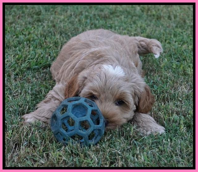 Jetta Parson 2 pups 7 wks old 171