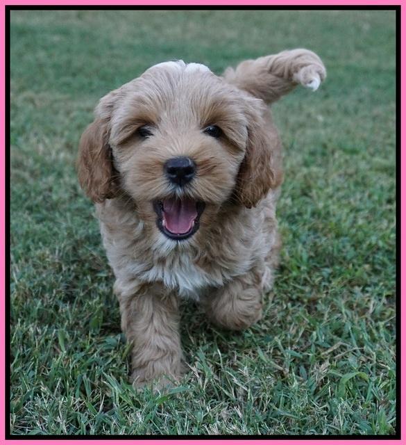 Jetta Parson 2 pups 7 wks old 201