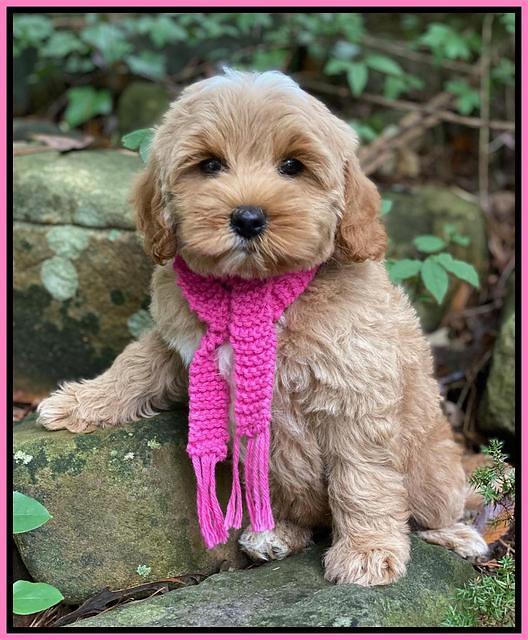 Jetta Parson 2 pups 8 wks old 111