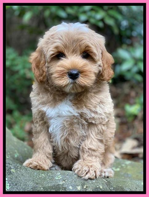 Jetta Parson 2 pups 8 wks old 121