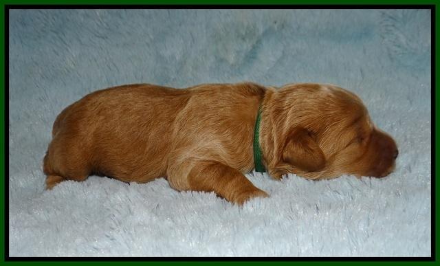 Jetta Parson 2 1 wk old 81