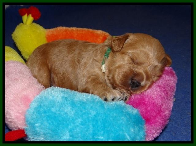 Jetta Parson 2 2 wks old131