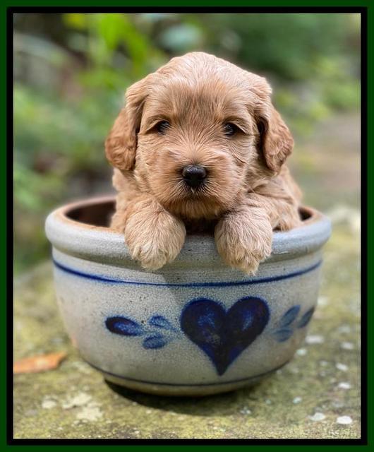 Jetta Parson 2 4 wks old151