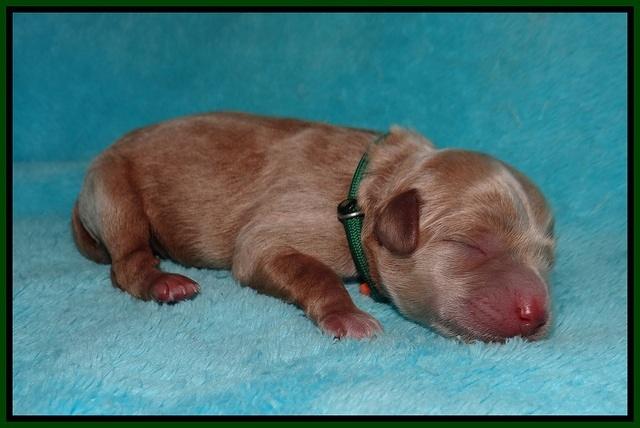 Jetta Parson 2 Newborn 71