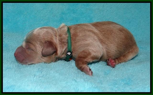 Jetta Parson 2 Newborn 81