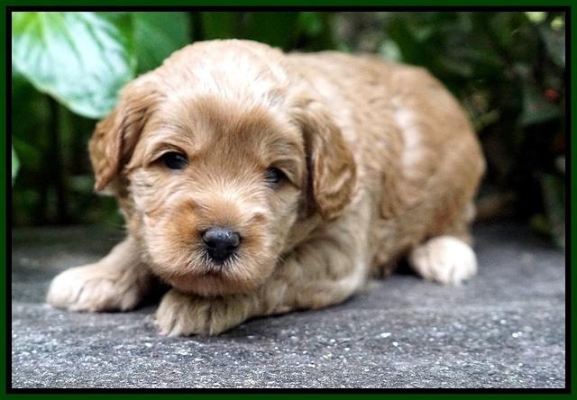 Jetta Parson 2 pups 3 wks old 131