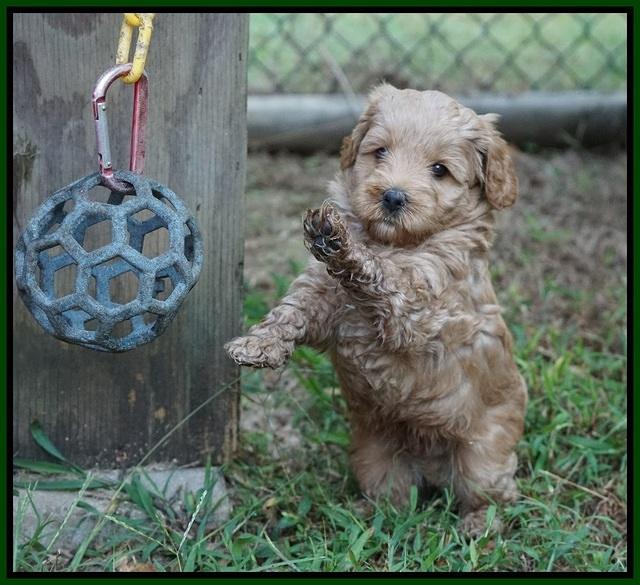 Jetta Parson 2 pups 5 wks old 231