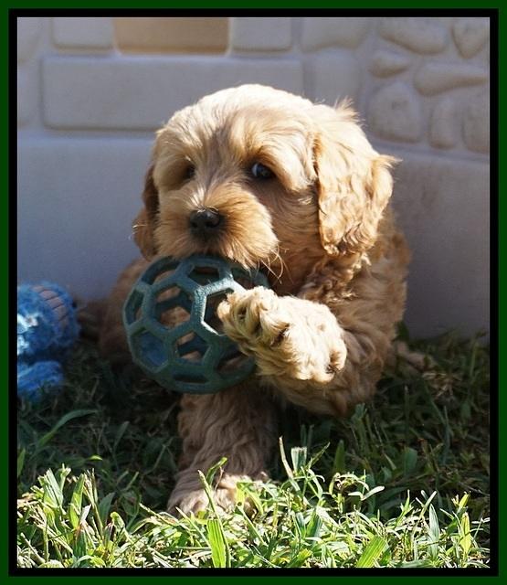 Jetta Parson 2 pups 7 wks old 211