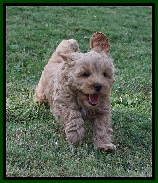 Jetta Parson 2 pups 7 wks old 231