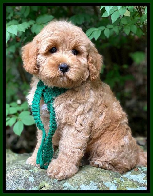 Jetta Parson 2 pups 8 wks old 201