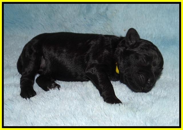 Jetta Parson 2 1 wk old 101