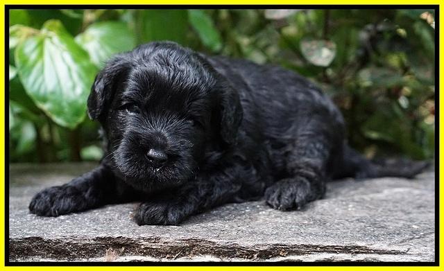 Jetta Parson 2 pups 3 wks old 141