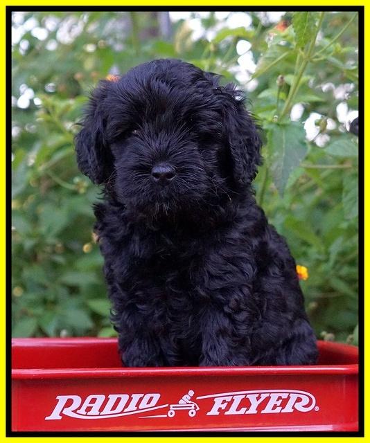 Jetta Parson 2 pups 5 wks old 261