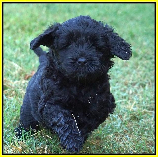 Jetta Parson 2 pups 5 wks old 291