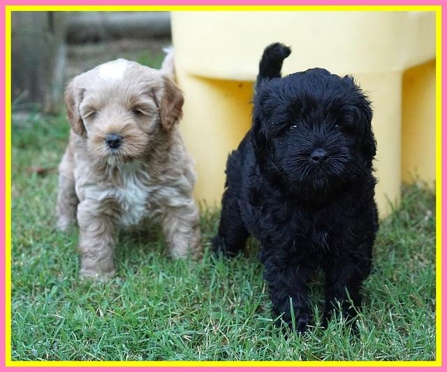 Jetta Parson 2 pups 5 wks old 301