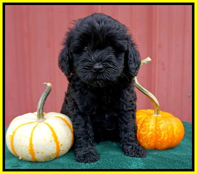 Jetta Parson 2 pups 6 wks old 181