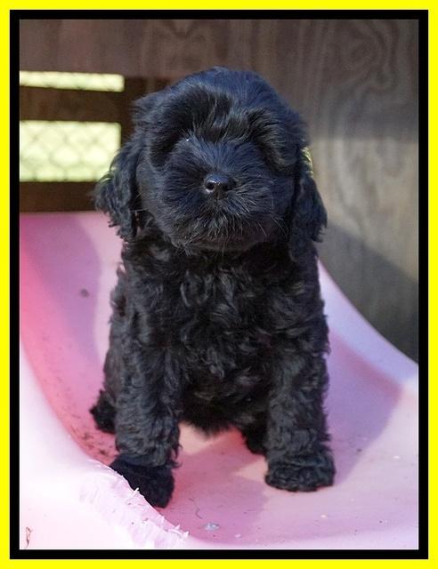 Jetta Parson 2 pups 7 wks old 271