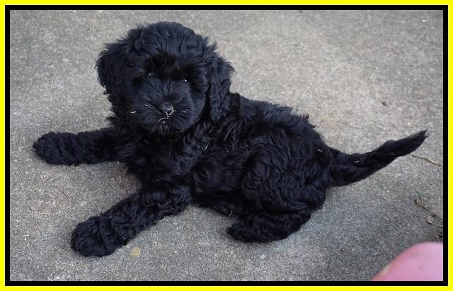 Jetta Parson 2 pups 7 wks old 281