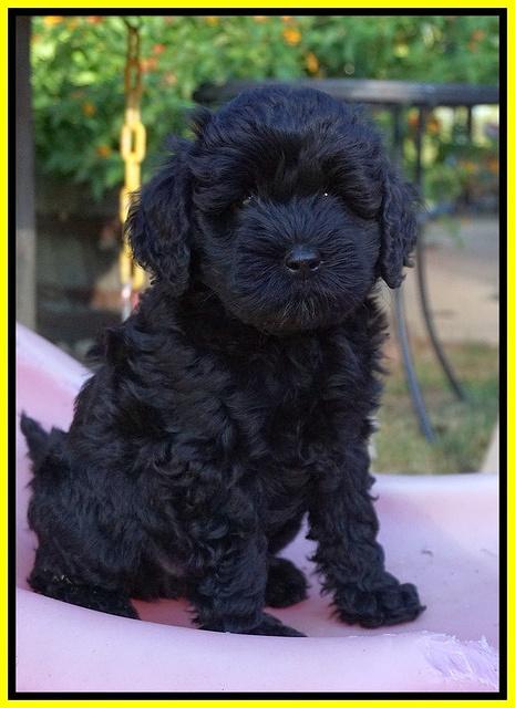 Jetta Parson 2 pups 7 wks old 291